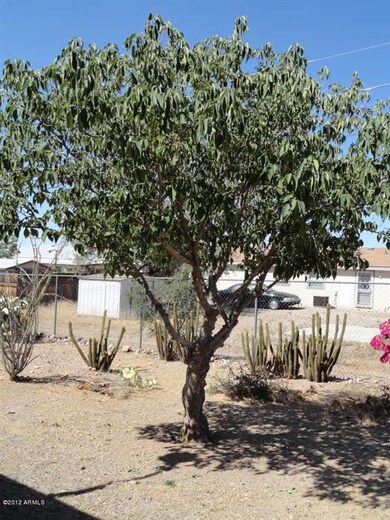Mature tree in backyard.