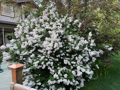 Beautiful Lilac Tree