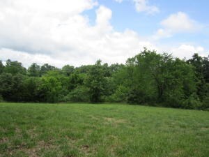 Back Yard 3