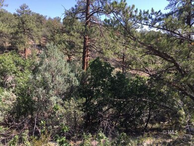 Mature Pine Trees
