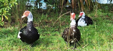 8112 Camelford Dr, Pensacola, FL 32506 - photo 6