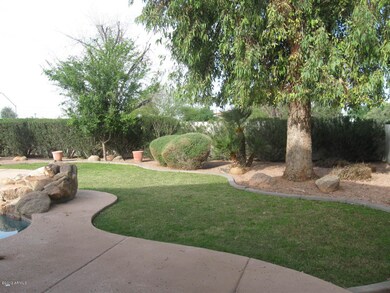 Grass Backyard