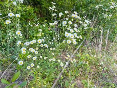 0 Tbd Hwy 69, Woodville, TX 75979 - photo 4