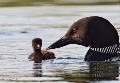 Loon feeding Chick
