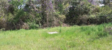 View of local wilderness