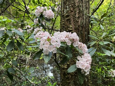 0 N Rim Dr unit RTC2788903, Coalmont, TN 37313 - photo 5