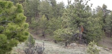 Mature trees
