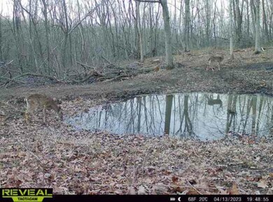 4.13.23 deer pond.jpg