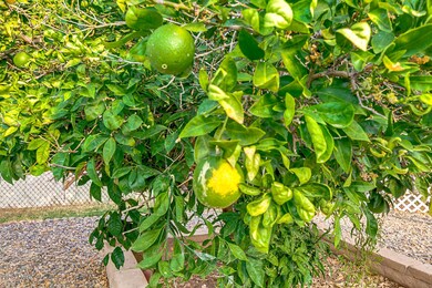 4215 W Carol Ave, Phoenix, AZ 85051 - photo 6