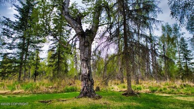 Mature Trees Abound