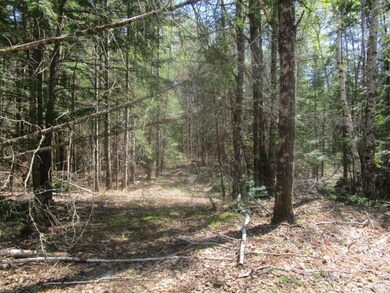 Wooded Lot