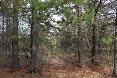 Open Area in the Trees