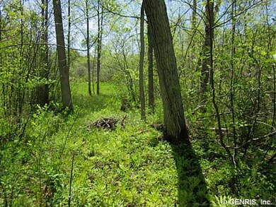 Land/Lot