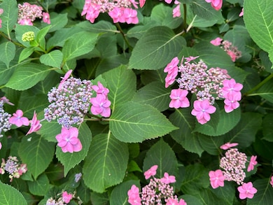 PHOTO-Front Flower Garden 2