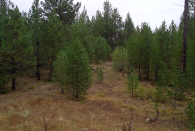 Nicely Wooded
