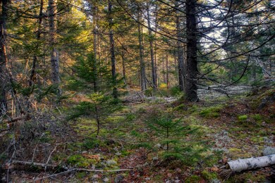 inwoods view (2)