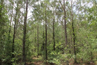 00 Stacey Bridge Rd, Orangeburg, SC 29118 - photo 7