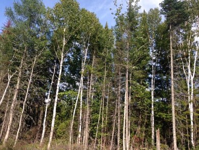 Large timber