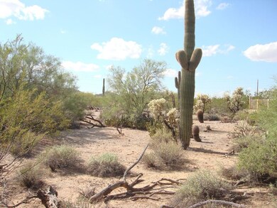 Beautiful Saguaros