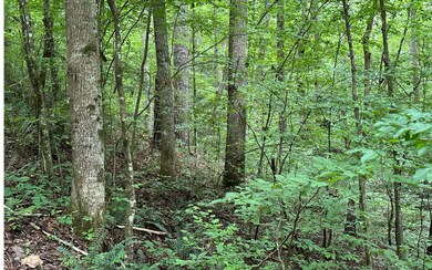 Additional View