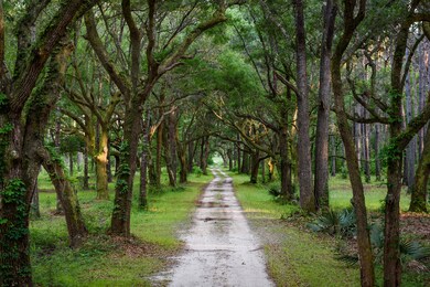 4436 Wando Farms Rd unit 1, Mount Pleasant, SC 29429 - photo 7