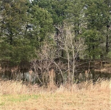 There is a small pond in the middle of these trees.