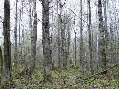 N9991 Parkway Ln, Loyal, WI 54446 - photo 5