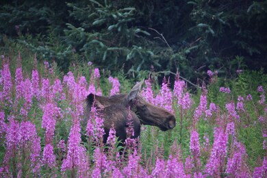 Moose in Fireweed