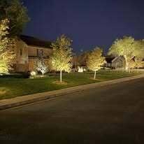 Lighted Street Trees