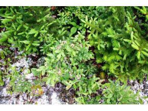 49.5 Deer Run, Bethlehem, NH 03574 - photo 4