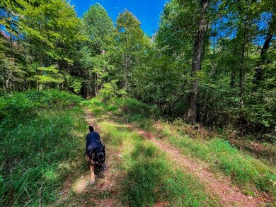 241 AC Legion Rd, Ellijay, GA 30540 - photo 4