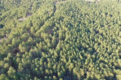 0 Cr 419 Rd, Ripley, MS 38603 - photo 4