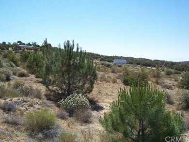 Irrigated Pine Trees