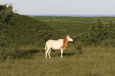 129 & 130 Lynx Cove unit Rmks, Blanco, TX 78606 - photo 5