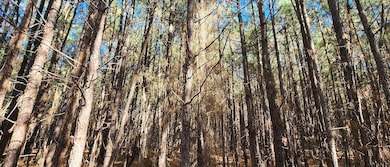 0 Shepherds Rd, Partlow, VA 22534 - photo 5