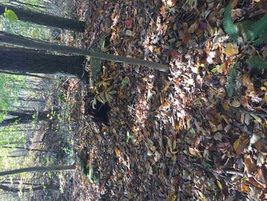 3580 S Old Clifty Rd, Bloomfield, IN 47424 - photo 3