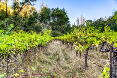 cabernet sauvignon vineyard california m