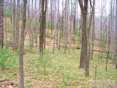Heavily Wooded