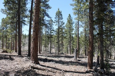 View of National Forest
