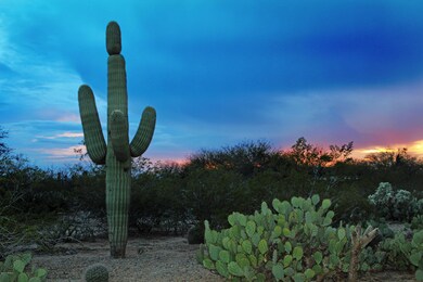 Mature Saguaros in your front yard