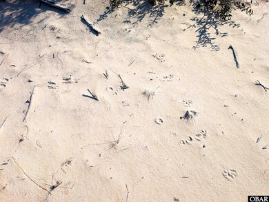 Wildlife Roaming Around
