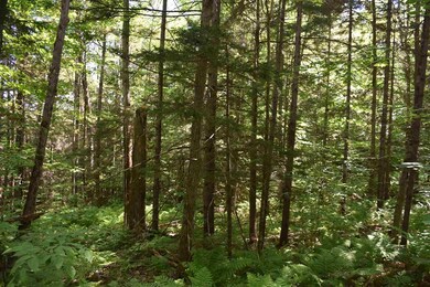 0 Messier Hill Bull Run Horner & Old Mail Route Rd unit 4800974, Roxbury, VT 05669 - photo 2