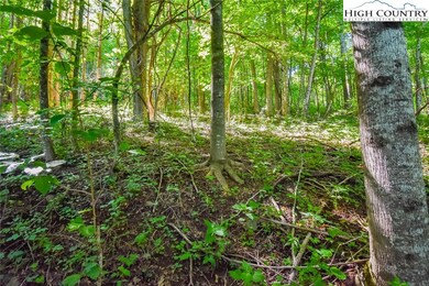 A mixed terrain includes native hardwoods, evergre
