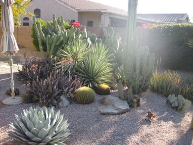 cactus garden