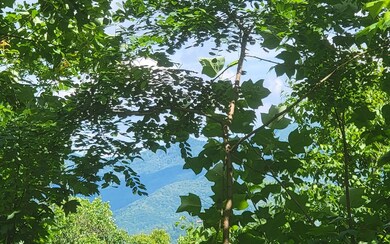 Additional View