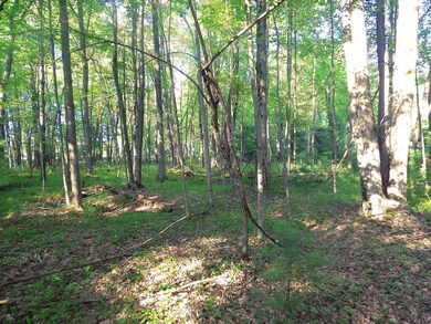 Beautiful Woods