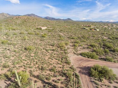 Stately Saguaros