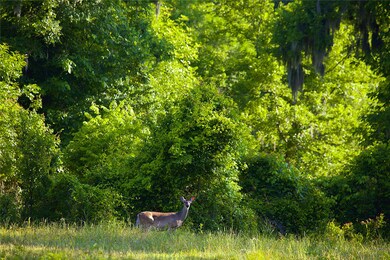 Among an abundance of wildlife that habitat the la