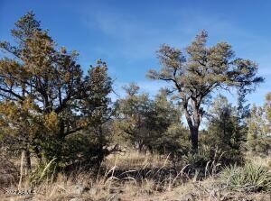 Prcl 4 W side mature trees