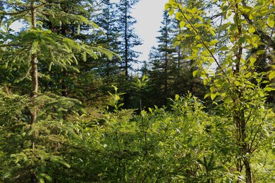 Stone River Lot 6 (1)